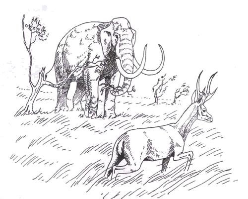   Cudahy, ,  Irvingtonian.  Mammuthus meridionalis  Tetrameryx knoxensis